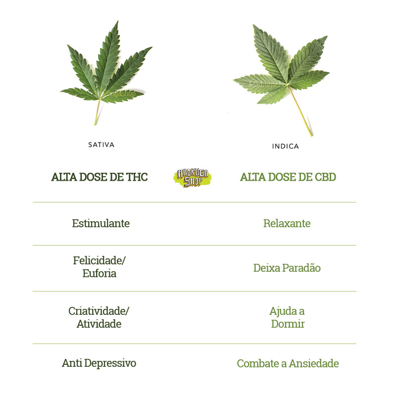 Diferenças entre Cannabis Sativa e Indica