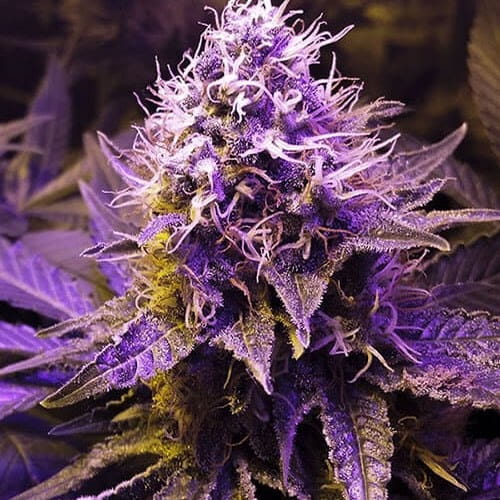 strain Purple Haze