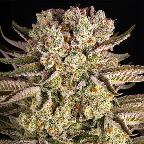 strain Pineapple Express