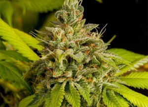 Tipo de strain Skunk