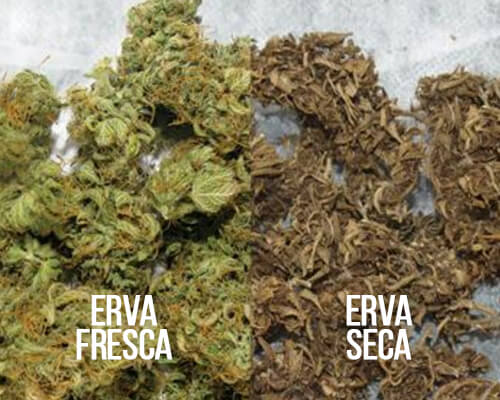 cannabis fresca e seca