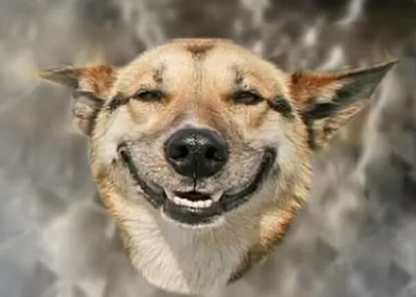 Qual o efeito do brisadeiro? cachorro sorrindo