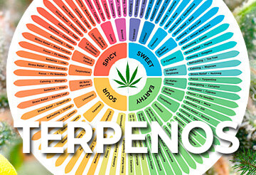 O que são Terpenos e quais seus Benefícios?