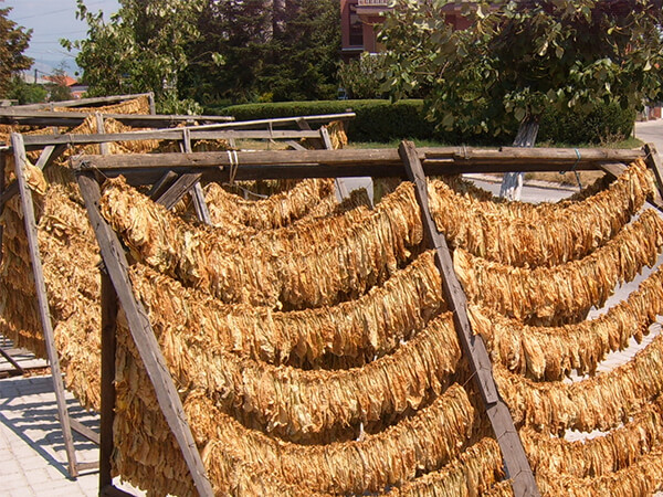 Tabaco oriental curado ao sol