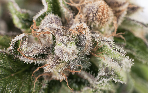 Tricomas da Cannabis