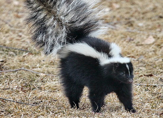 foto do animal gamba com o rabo aberto e erguido